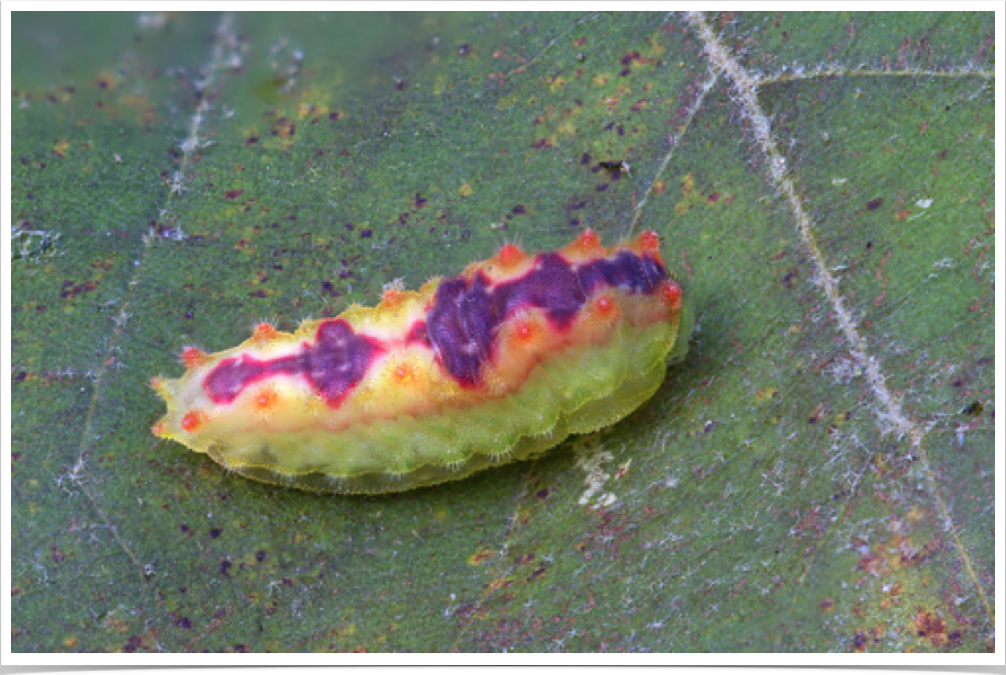 Adoneta spinuloides
Purple-crested Slug
Perry County, Alabama
